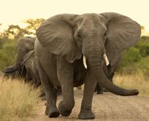 Beat-Elephant-B.jpg