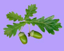Beat-Oak-B.jpg