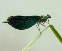 Beautiful-Demoiselle-B.jpg