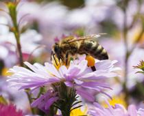 Bee-B.jpg