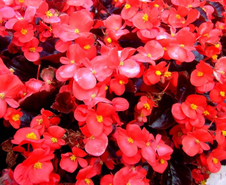 Begonia-Semperflorens-B.jpg