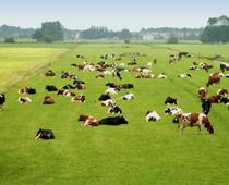 Belong-Cow-B.jpg
