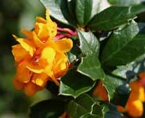 Berberis-B.jpg