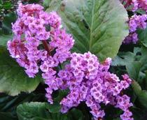 Bergenia-B.jpg