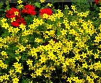 Bidens-B.jpg