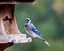 Bird-B.jpg