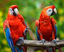 Bird-Parrot-B.jpg