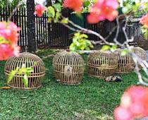 Birds-Cage-B.jpg