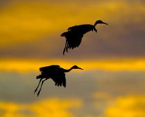 Birds-Crane-B.jpg