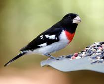 Birds-Finch-B.jpg