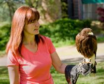 Birds-Hawk-B.jpg