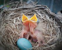 Birds-Nest-B.jpg