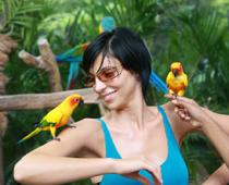 Birds-Parakeet-B.jpg