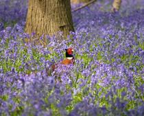 Birds-Pheasant-B.jpg