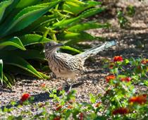 Birds-Roadrunner-B.jpg