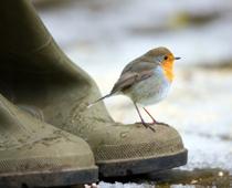 Birds-Robin-B.jpg