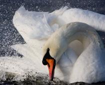 Birds-Swan-B.jpg