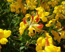 Birdsfoot-Trefoil-B.jpg