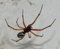 Biting-spider-B.jpg