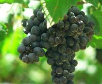 Black-Grape-B.jpg