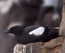 Black-Guillemot-B.jpg