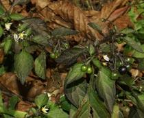 Black-Nightshade-B.jpg