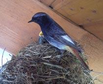 Black-Redstart-B.jpg