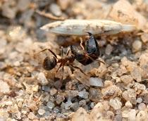 Black-ant-B.jpg