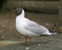 Black-headed-Gull-B.jpg