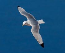 Black-legged-Kittiwake-B.jpg