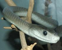 Black-mamba-B.jpg