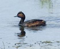 Black-necked-Grebe-B.jpg