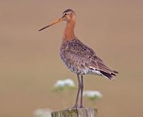 Black-tailed-Godwit-B.jpg