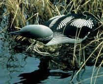 Black-throated-Diver-B.jpg