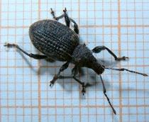 Black-vine-weevil-B.jpg