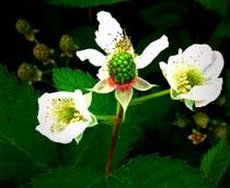 Blackberry-B.jpg