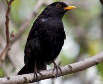 Blackbird-B.jpg