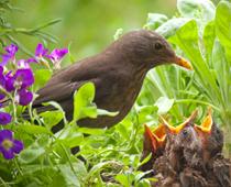 Blackbird-Mother-B.jpg
