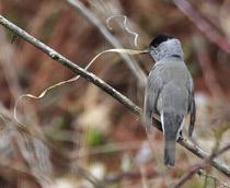Blackcap-B.jpg