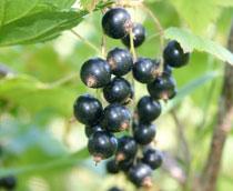 Blackcurrant-B.jpg