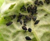 Blackfly-B.jpg