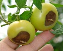 Blossom-end-rot-B.jpg