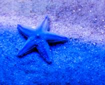 Blue-B.jpg