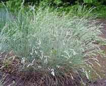Blue-Fescue-B.jpg