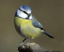 Blue-Tit-B.jpg