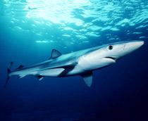 Blue-shark-B.jpg