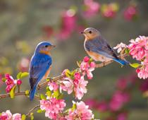 Bluebird-B.jpg
