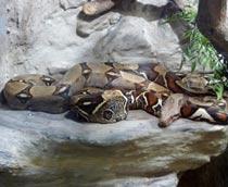 Boa-constrictor-B.jpg
