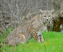 Bobcat-B.jpg