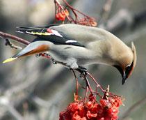Bohemian-Waxwing-B.jpg